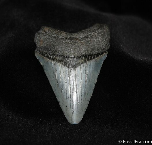 Classic Inch Carcharocles Megalodon Tooth #53